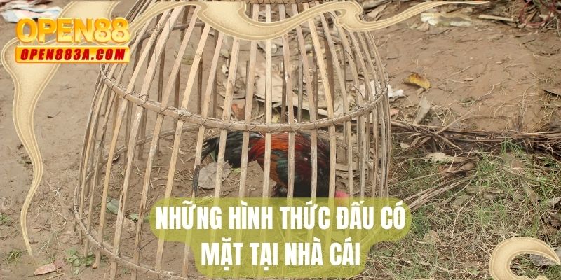 Những hình thức đấu có mặt tại nhà cái